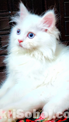 Persian Cat Blue Eyes